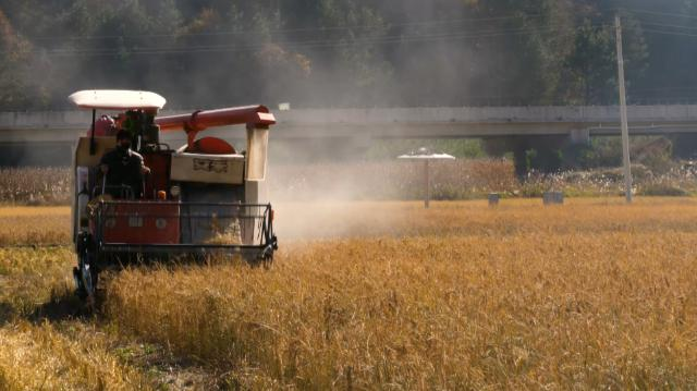 合水县太白镇：千亩水稻披金浪 子午岭下庆丰收144.png