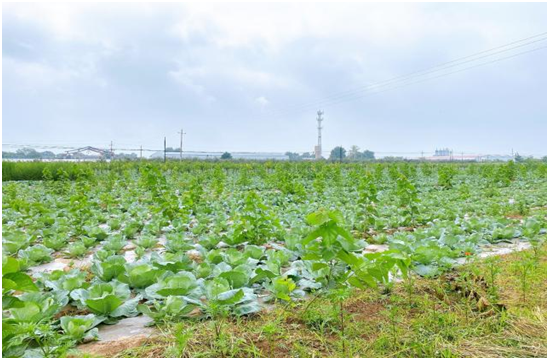 1597711735567098097.png 1597711735567098097.png