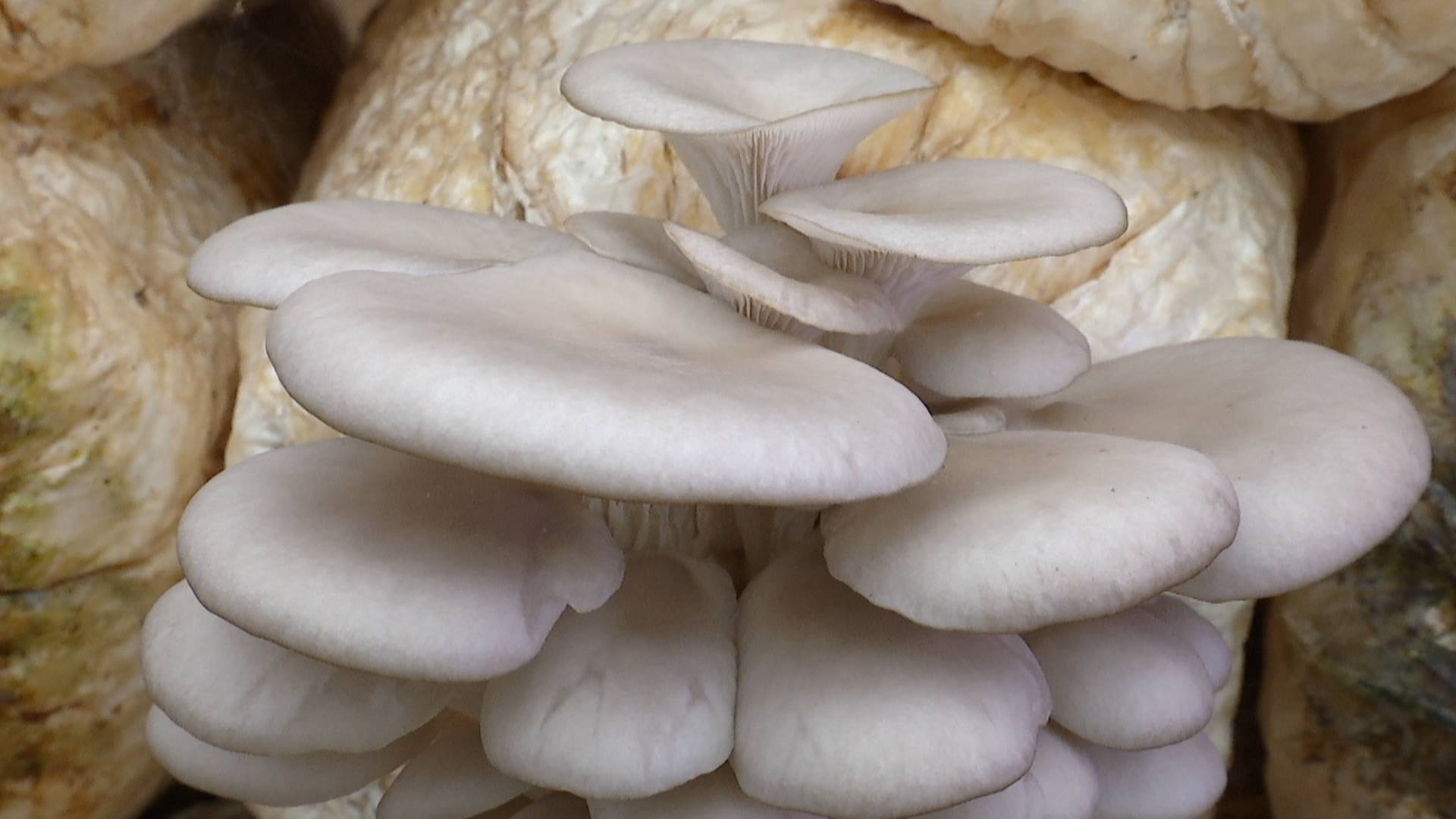 1600395453885074595.jpg 1600395453885074595.jpg