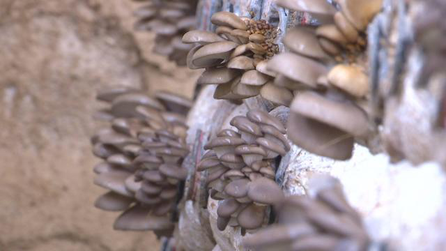 1612511545919000239.png 1612511545919000239.png