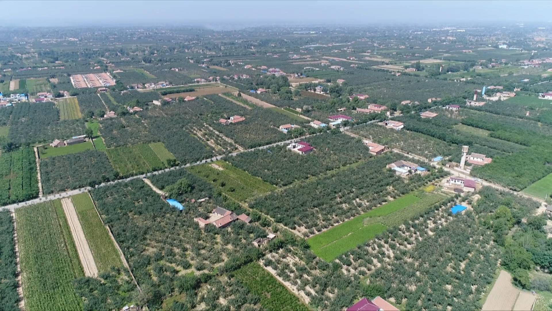 何家畔苹果航拍2