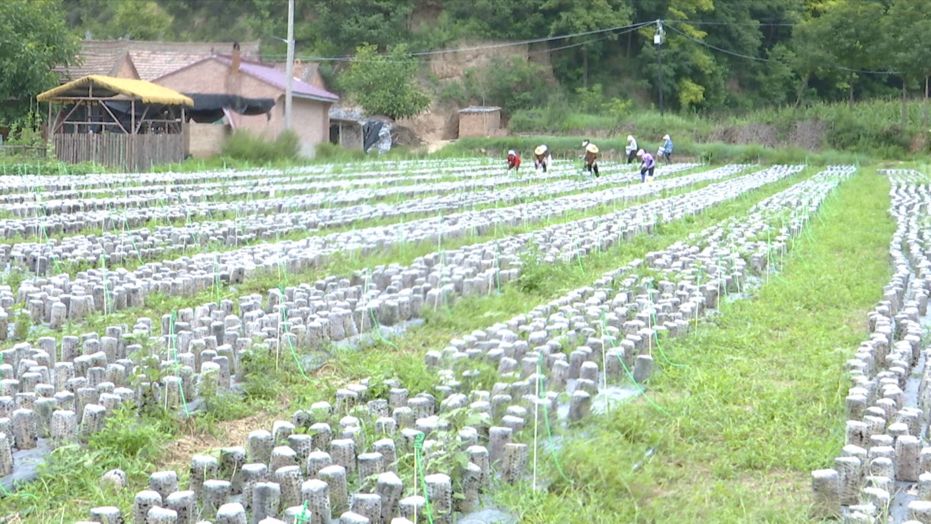 何家畔菌01.jpg