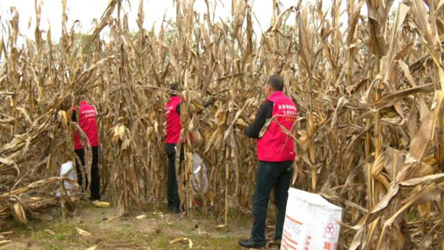 合水县板桥镇：“抢收队”下田间  助农守护 “粮果仓”521.png