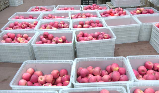 合水县板桥镇：“抢收队”下田间  助农守护 “粮果仓”389.png