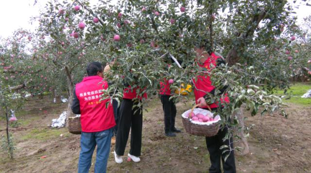 合水县板桥镇：“抢收队”下田间  助农守护 “粮果仓”154.png