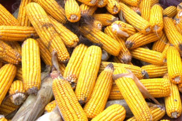 合水县板桥镇：“抢收队”下田间  助农守护 “粮果仓”525.png