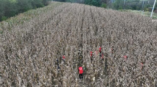 合水县板桥镇：“抢收队”下田间  助农守护 “粮果仓”519.png