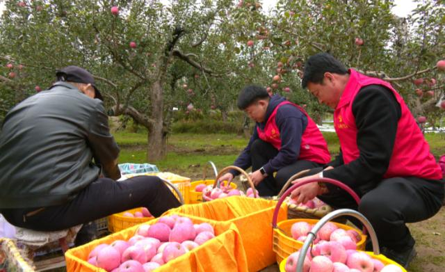 合水县板桥镇：“抢收队”下田间  助农守护 “粮果仓”156.png