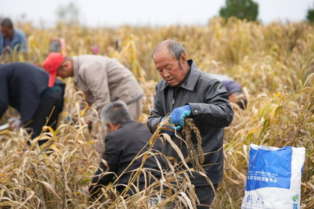耕耘终有获 津甘协作结硕果 ——合水太莪乡300亩黑小米喜迎丰收420.png