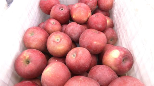 【乡村行 看振兴】 合水县肖咀镇：苹果抢收忙 丰收有保障455.png