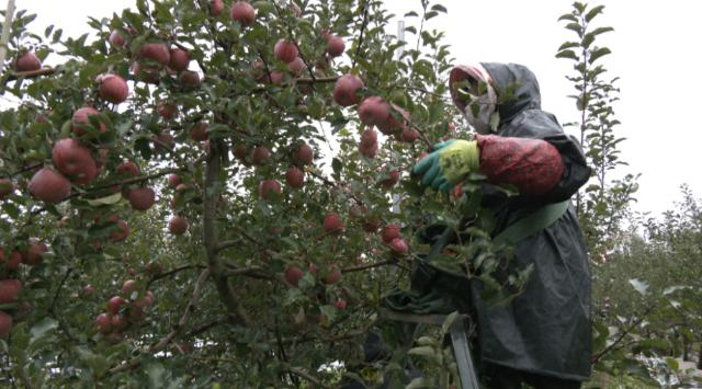 【乡村行 看振兴】 合水县肖咀镇：苹果抢收忙 丰收有保障242.png