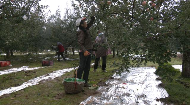 【乡村行 看振兴】 合水县肖咀镇：苹果抢收忙 丰收有保障117.png