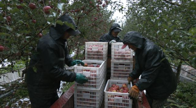 【乡村行 看振兴】 合水县肖咀镇：苹果抢收忙 丰收有保障244.png