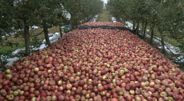 【乡村行 看振兴】 合水县肖咀镇：苹果抢收忙 丰收有保障246.png