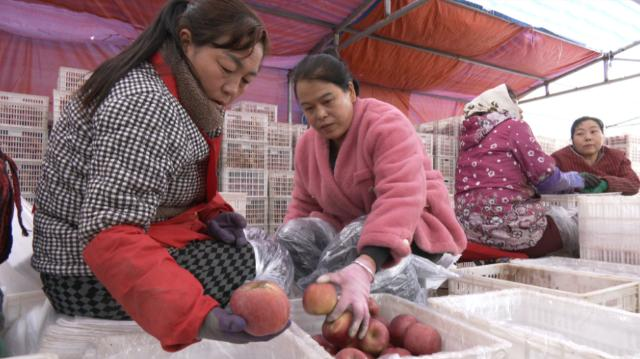 【乡村行 看振兴】 合水县肖咀镇：苹果抢收忙 丰收有保障453.png