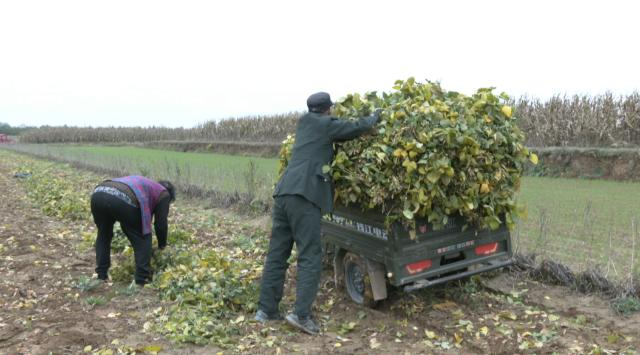 合水县吉岘镇罗家畔村：秋播扫尾忙不停 孕育丰收新希望95.png