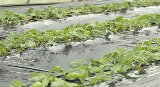 【乡村行  看振兴】合水：大棚果蔬错季种   错时上市促增收131.png