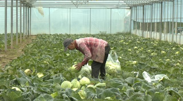 【乡村行  看振兴】合水：大棚果蔬错季种   错时上市促增收373.png