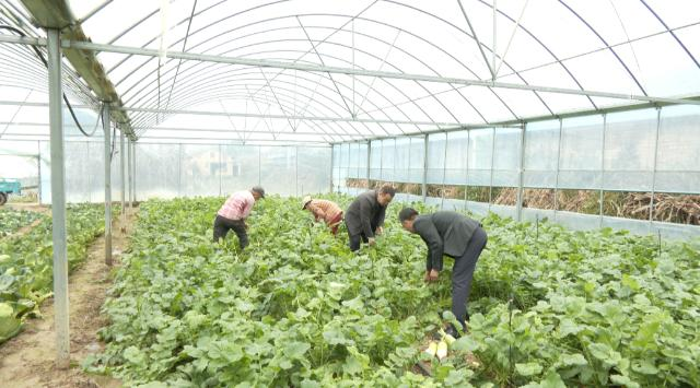 【乡村行  看振兴】合水：大棚果蔬错季种   错时上市促增收375.png