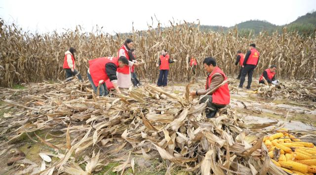 合水县太白镇：党群合力抢收忙 暖心助农保归仓167.png