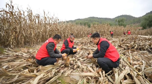 合水县太白镇：党群合力抢收忙 暖心助农保归仓165.png