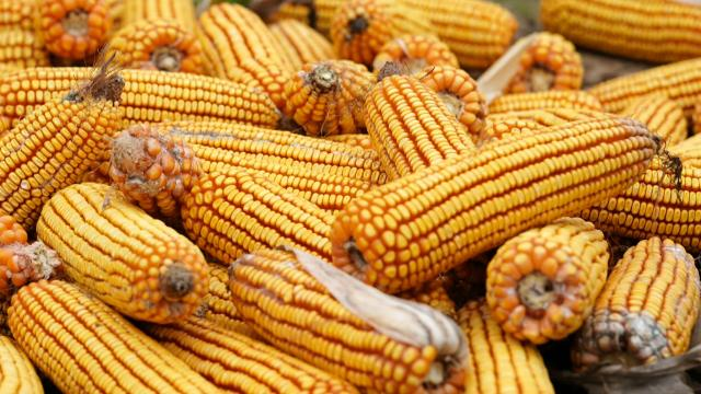 合水县太白镇：党群合力抢收忙 暖心助农保归仓389.png