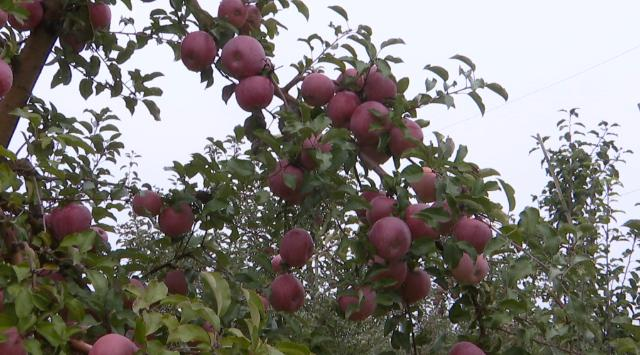 1761275112780032611.png 国投中鲁果汁有限公司考察合水县苹果产业145.png