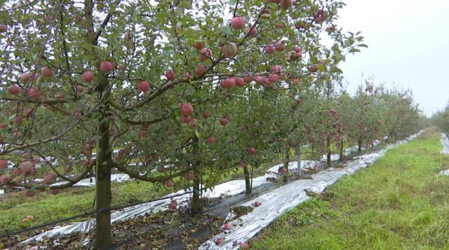 1761275123368053646.png 国投中鲁果汁有限公司考察合水县苹果产业143.png