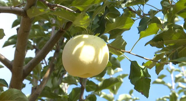 【全面推进乡村振兴 加快农业农村现代化】合水县苹果走俏市场   绘就增收致富甜蜜画卷359.png