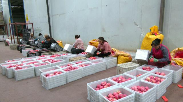 【全面推进乡村振兴 加快农业农村现代化】合水县苹果走俏市场   绘就增收致富甜蜜画卷733.png