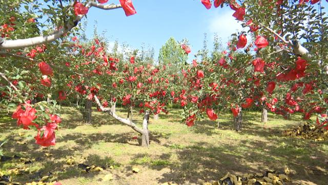 【全面推进乡村振兴 加快农业农村现代化】合水县苹果走俏市场   绘就增收致富甜蜜画卷174.png