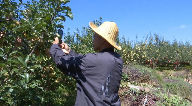 【全面推进乡村振兴 加快农业农村现代化】合水县苹果走俏市场   绘就增收致富甜蜜画卷176.png
