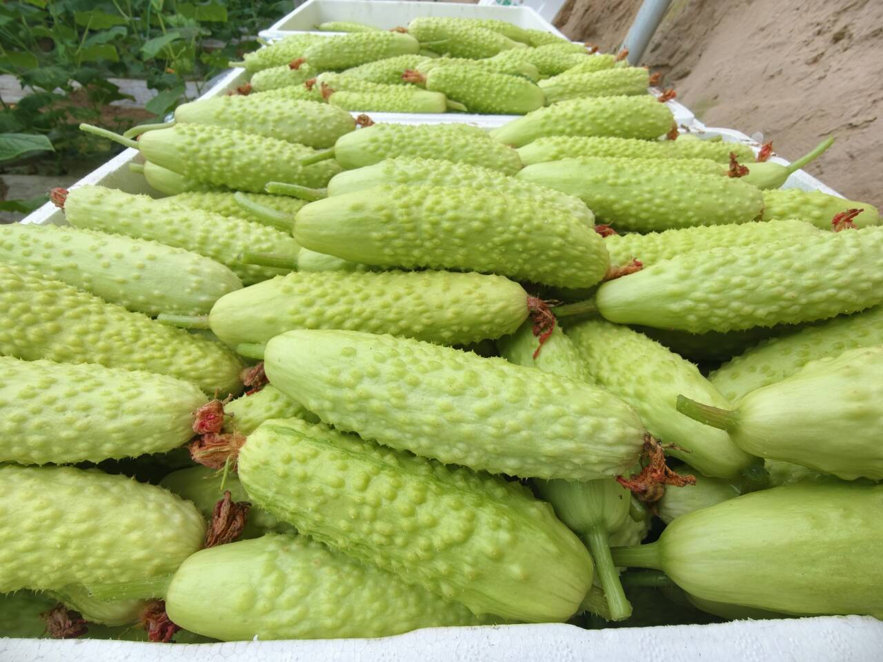 1762156991157013372.jpg df488ce3f44f0304b3ae490f5025ae28_720.jpg