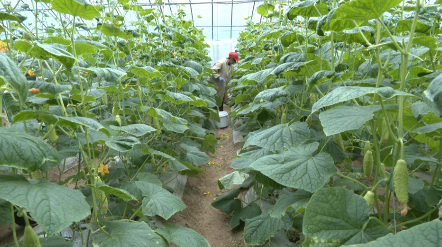 1762156936492029793.png 33a588aaec9d3bf35c983e2d807a7263_720.png