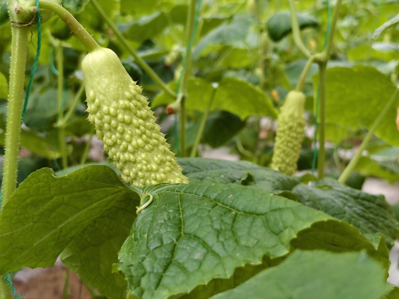 1762156978576093278.jpg c01469d367a8b1de7f5621328ec534b8_720.jpg