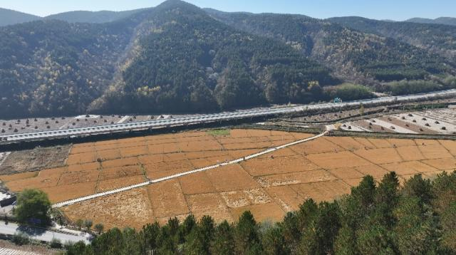 1762330177727064768.png 合水县太白镇:千亩水稻披金浪 子午岭下庆丰收142.png