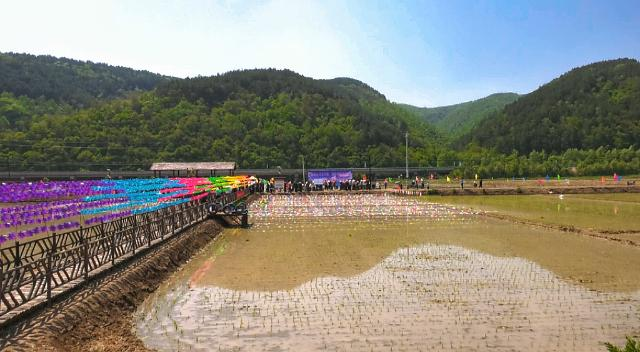 1762330158815022043.png 合水县太白镇:千亩水稻披金浪 子午岭下庆丰收544.png