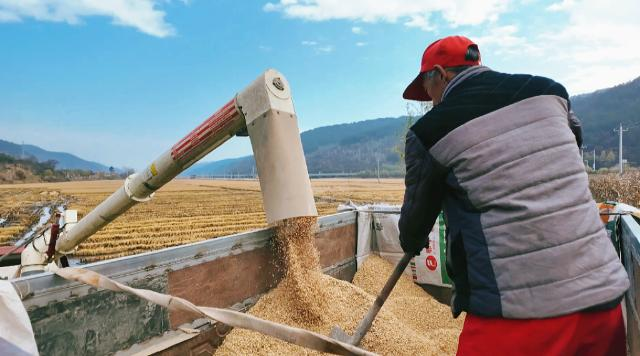 1762330240805064251.png 合水县太白镇:千亩水稻披金浪 子午岭下庆丰收148.png