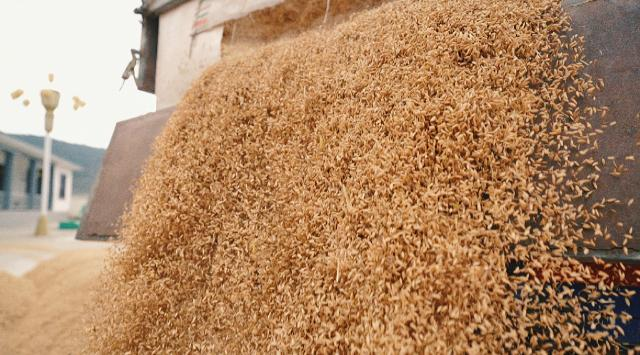 1762330248550028849.png 合水县太白镇:千亩水稻披金浪 子午岭下庆丰收150.png