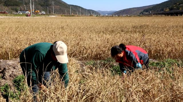1762330230639078212.png 合水县太白镇:千亩水稻披金浪 子午岭下庆丰收146.png