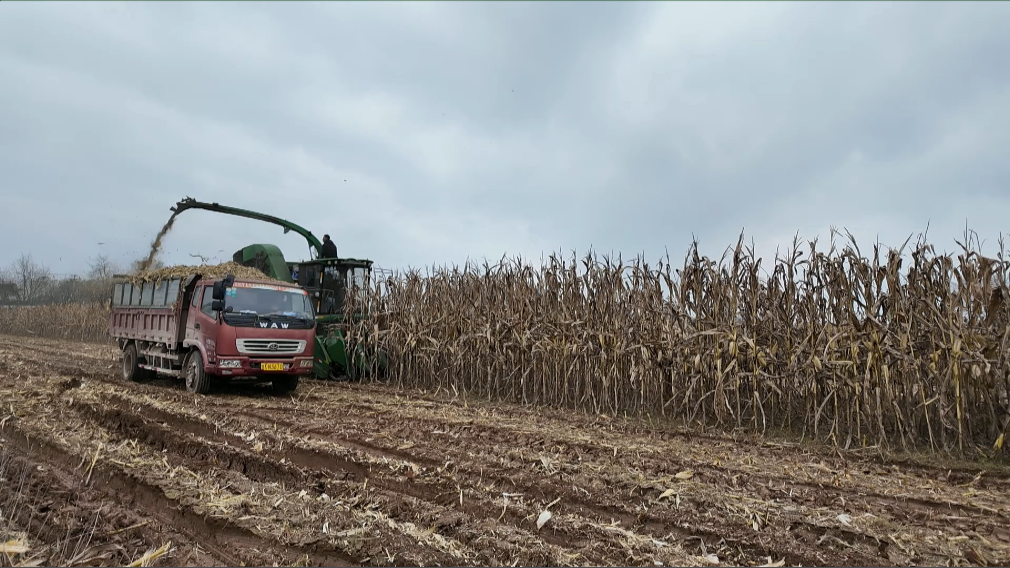 1762934835106061139.png a2e66d8424593f9a66cbab0a8c9505d7_720.png