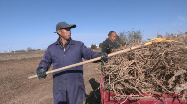 【乡村行 看振兴】合水县段家集乡段家集村：中药材种植为村集体经济开出“致富良方” (1)354.png