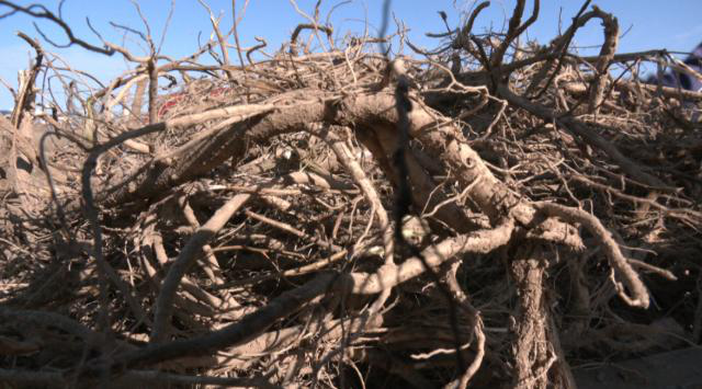 【乡村行 看振兴】合水县段家集乡段家集村：中药材种植为村集体经济开出“致富良方” (1)356.png