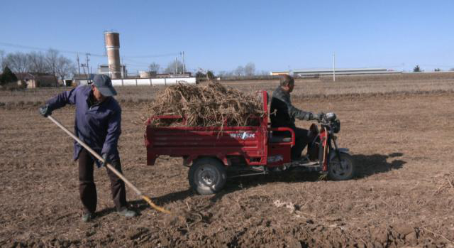【乡村行 看振兴】合水县段家集乡段家集村：中药材种植为村集体经济开出“致富良方” (1)167.png