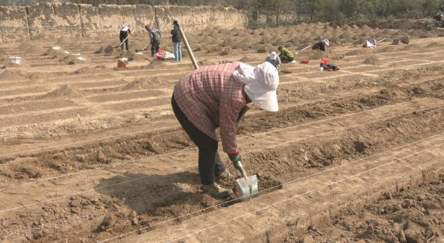 合水:春忙植绿正当时 林场育苗护生态374