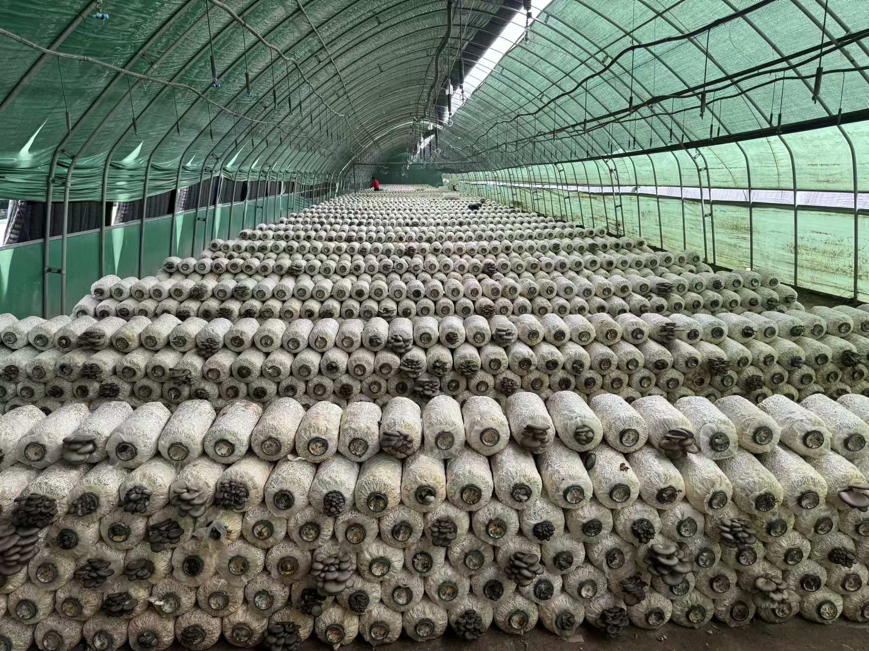 mmexport1731148656095