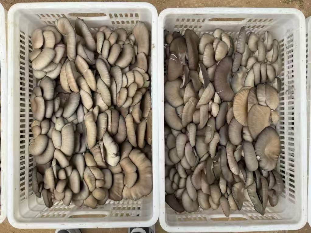 mmexport1731148658371