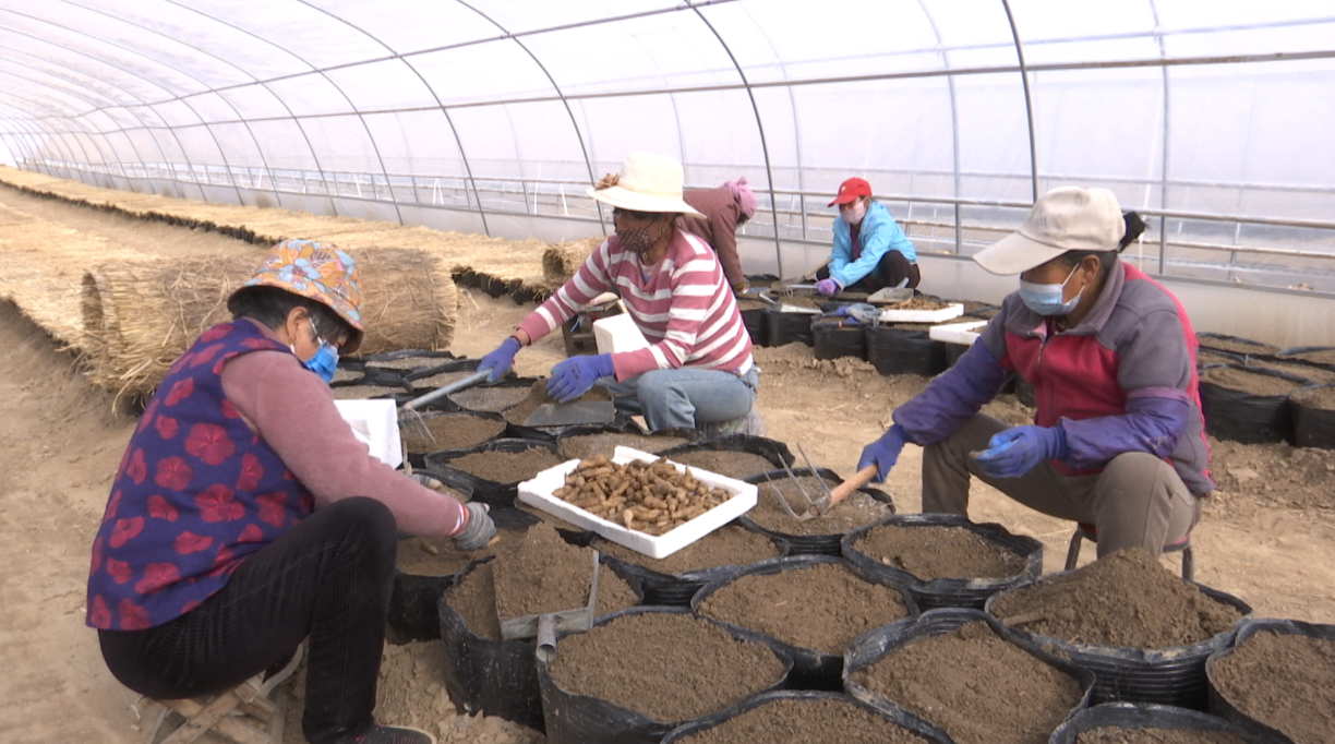 1744616432726012559.png 65a75fed43a6bdd26a100ea687b64367_720.png